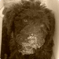 Close Up of a Labradoodle using Sephia. | by Mountain Creek Labradoodles