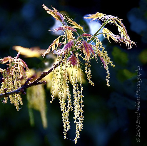 Flowers of the Oak (DSC_3377) by Tripod 01