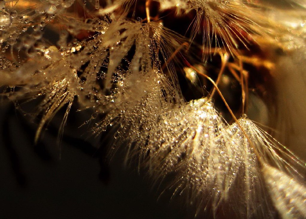 Sepia ice crystals by peggyhr