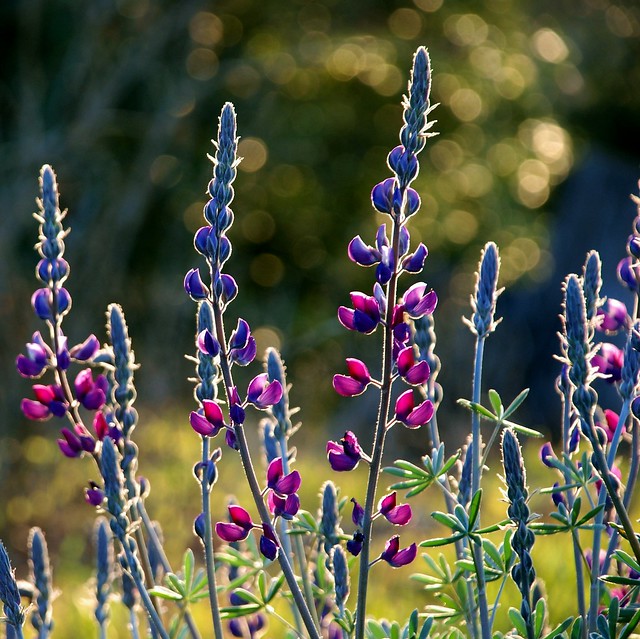 Lupinus albifrons - Silver Bush Lupine