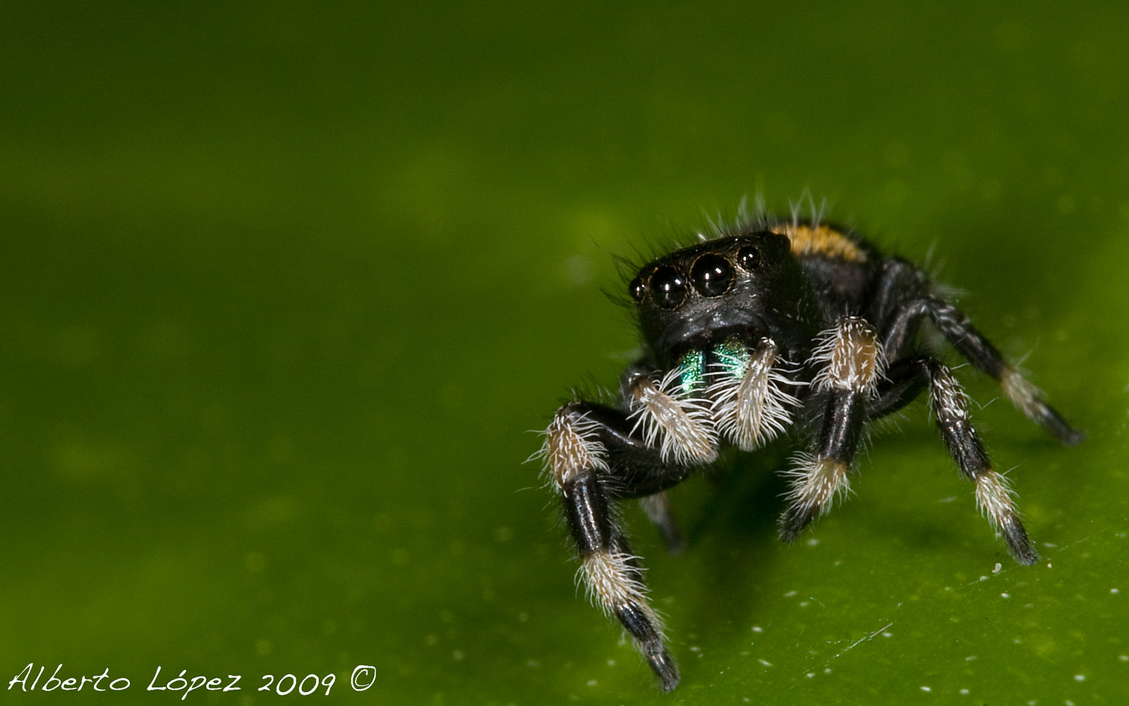 Native Puerto Rican Spider Spiders of Puerto Rico | Flickr