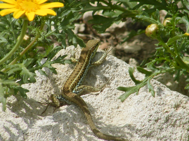 Cyprus lizard3