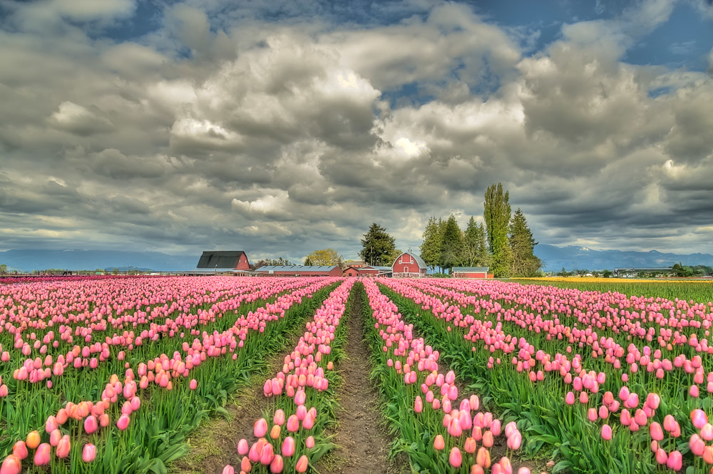 Tulip Farm | Tulip farm, obviously. Processed in Photomatix … | Flickr
