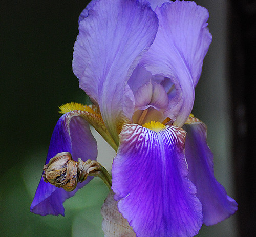 JDMflower524091C | by Hap Murphy