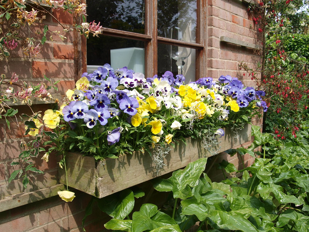 Pansy Display Pansy Box | Stunning show of pansies | mx caz | Flickr