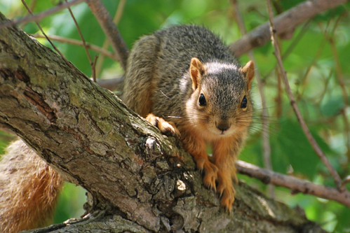 fox squirrel | by picturesinmylife_yls
