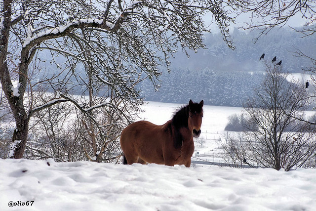 cheval dans la neige triembach