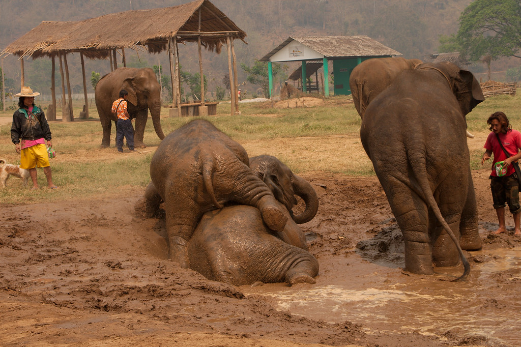Mud bathing elephants in Chiang Mai