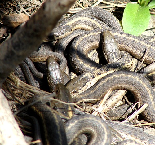 Garter Snakes Close Up See If You Can Figure Out How Many Flickr