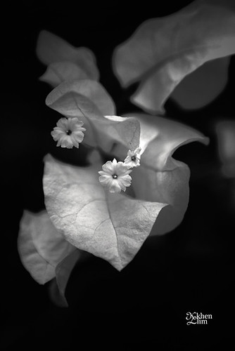 simplicity | by jixhes