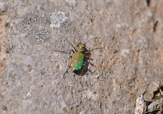 Cicindela campestris - Cicindèle champêtre - Green Tiger Beetle - Mai 09