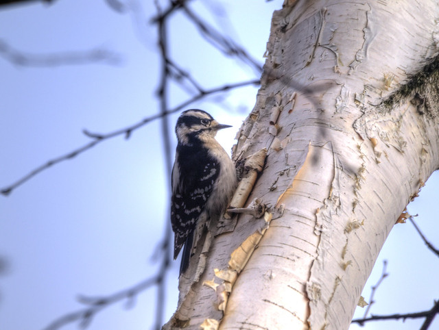 Small Little Woodpecker in Caledon, Ontario #2