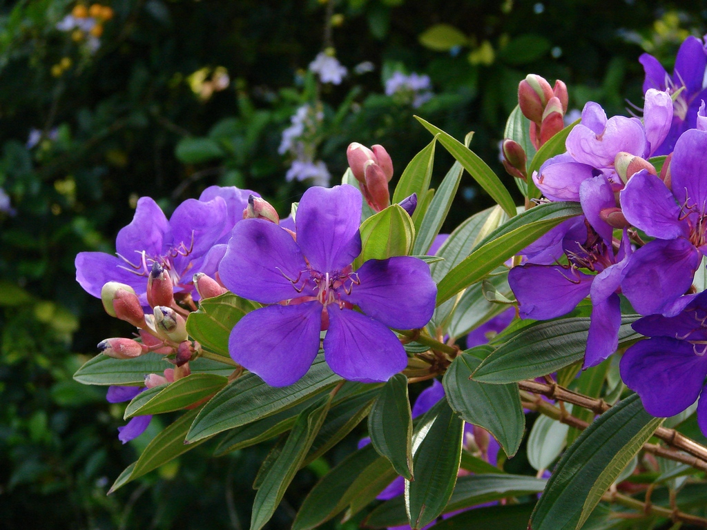 Princess Flower, Tibouchina urvilleana, Monrovia Plant