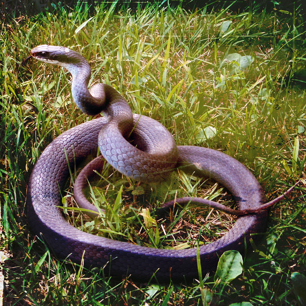 Blue Racer Snake Sign Blue Racer | Very fast and “bitey” snakes – if you can catch… | Flickr