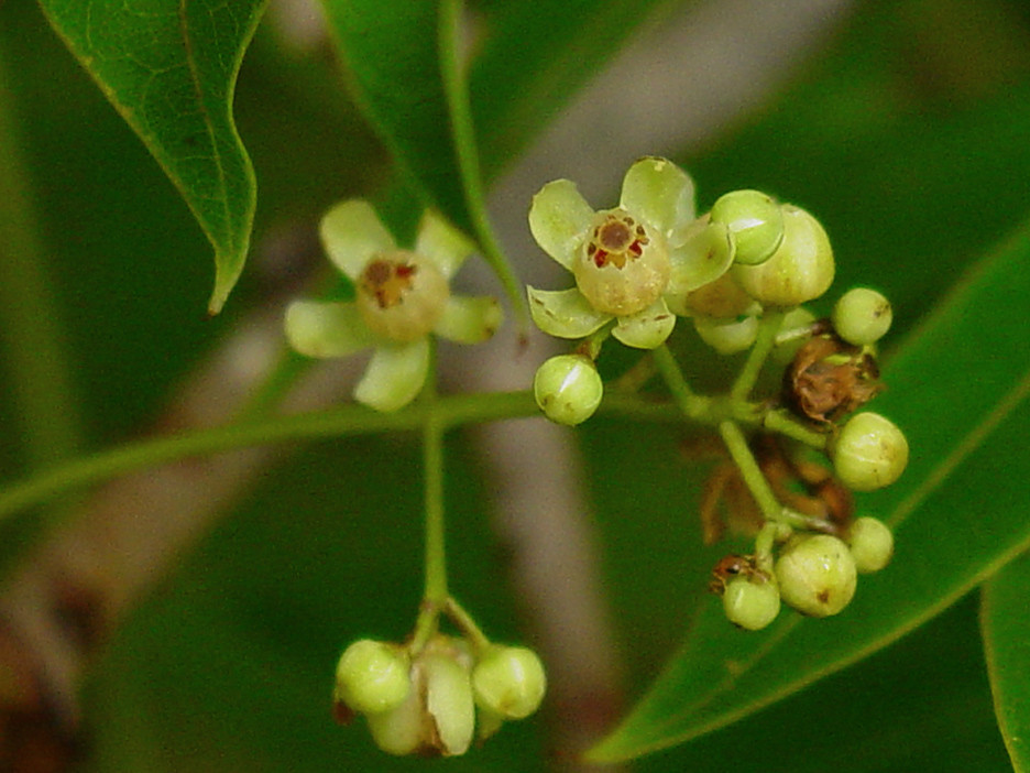 Florcitas, Flor de la Caoba. Especie nativa de / Native to:…