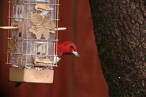 Red-headed Woodpecker | by *GPW