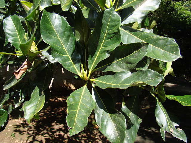 jaqueira - Jaca (Artocarpus heterophyllus) leaves,. Brazilian native tree