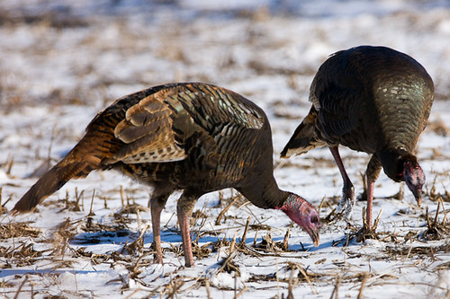 Wild Turkey | by portlvr
