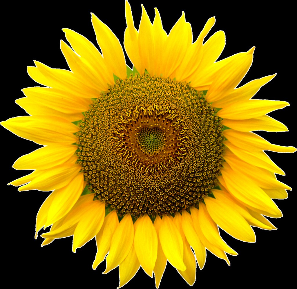 Sunflower heart inside, Png file, Attention only the maximum original size is in png format