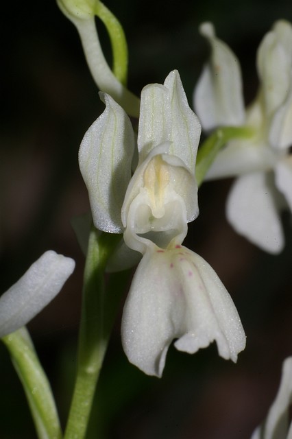 Orchis Provincialis