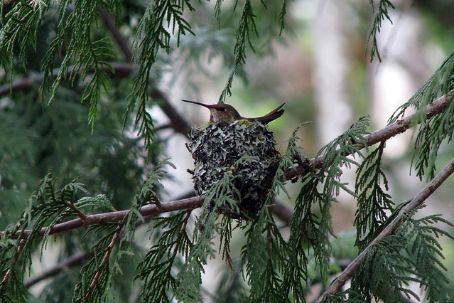 Rufous Hummingbird On Nest
