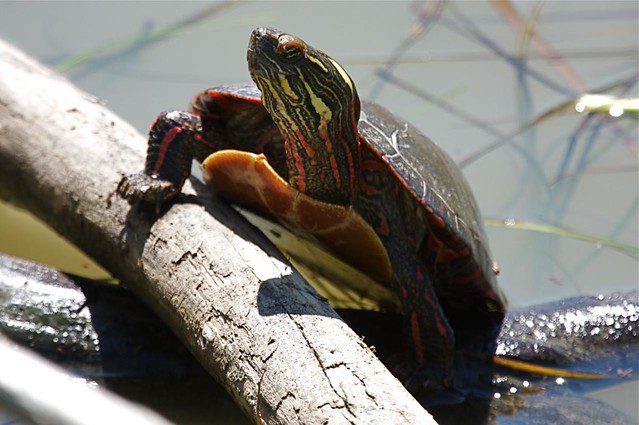 Painted Turtle Climbing