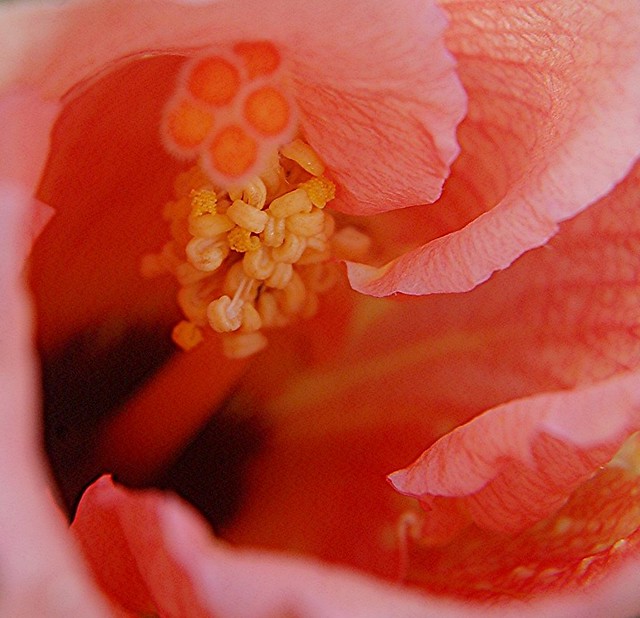 A very close look at a Pink Hibiscus bud unfurling to reveal its golden stamens