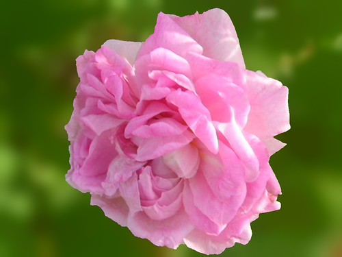 Cabbage Rose Lens Blur | Cabbage rose photo with the backgro… | Flickr