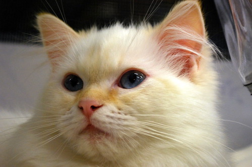 metro police officer being held in mexican jail and ragdoll cat being held why are ragdolls called ragdolls