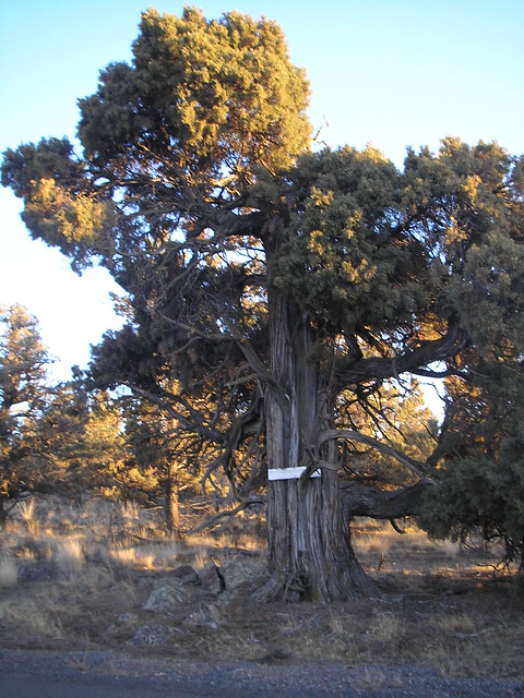 Tumalo tree, Oregon