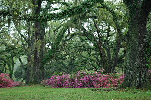 louisiana greenwood plantation antebellum 1830 williamruffinbarrow grounds azalea azaleas flower flowers
