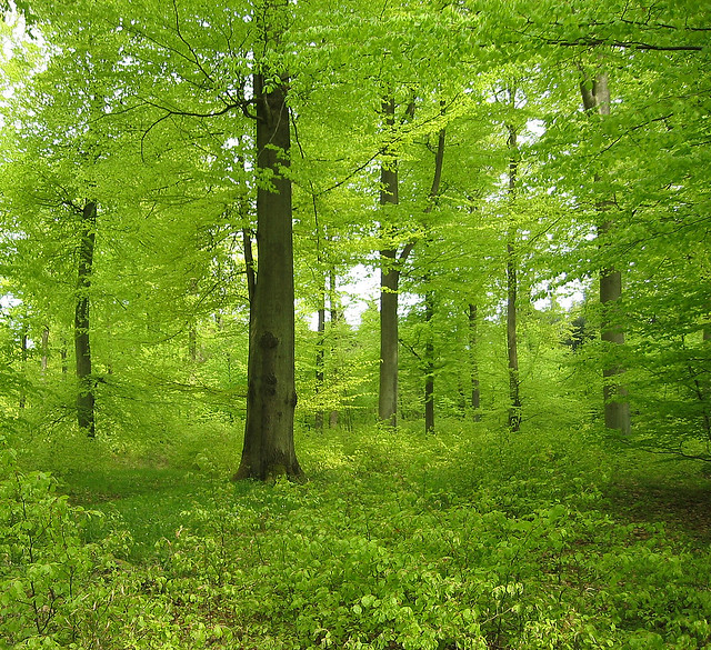 The beech wood in May