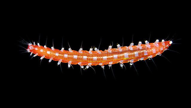 Pretty worm (Hesione sp or Leocrates sp, Hesionidae), Great Barrier Reef, Australia