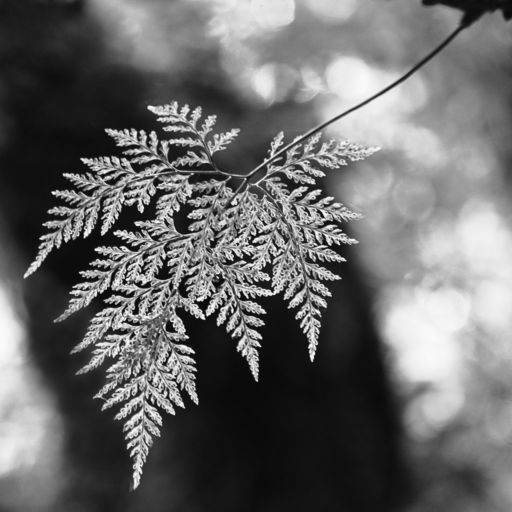 Leaf lacework by LaraZee