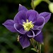 Flickr photo 'ancolie / columbine' by: OliBac.