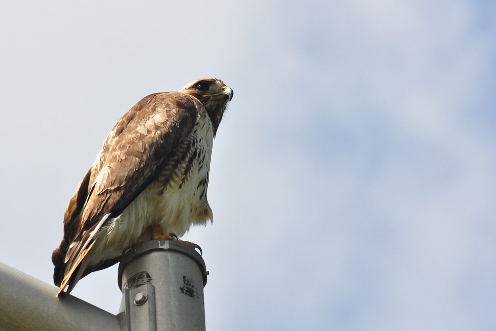 redtail12 | On my way back from lunch I saw this large redta… | Flickr