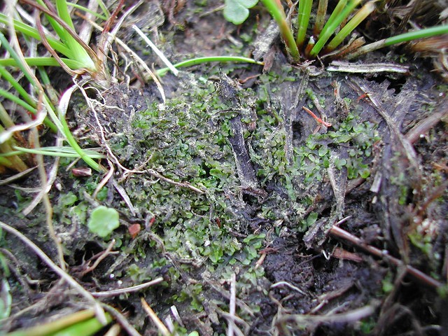 Riccardia chamedryfolia (Jagged Germanderwort / Gewoon moerasvorkje)