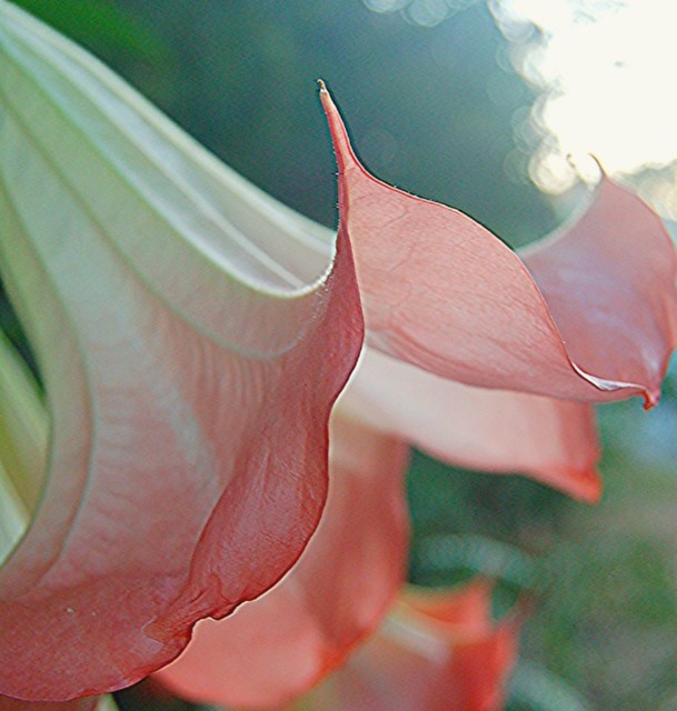 Curving edges of a Pink Datura Lily