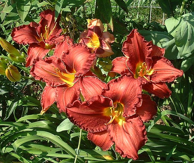 Daylilys from a past summer garden of mine that I like.