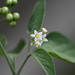 Flickr photo 'Solanum americanum Miller (Glossy Nightshade)' by: Arthur Chapman.