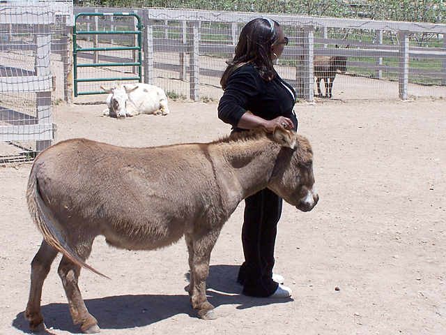 mini donkey