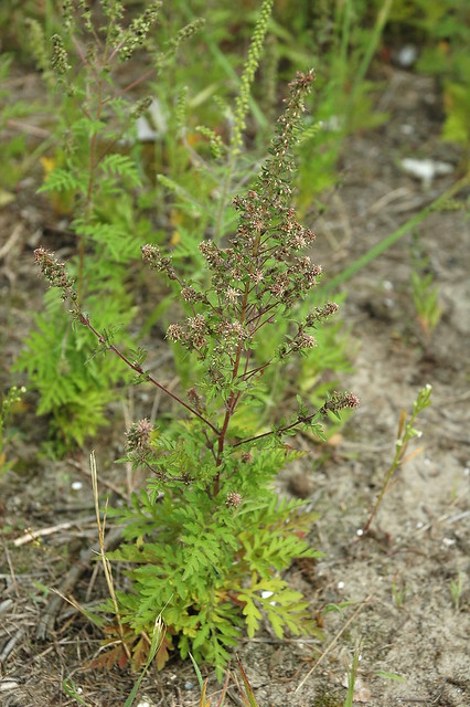 Ambrosia artemisiifolia (Ragweed / Alsemambrosia) 0048