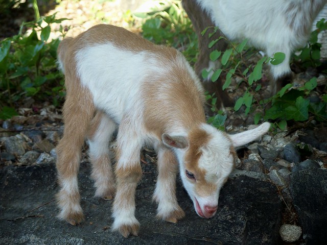Nigerian Dwarf Goat.   www.TheBigWRanch.com
