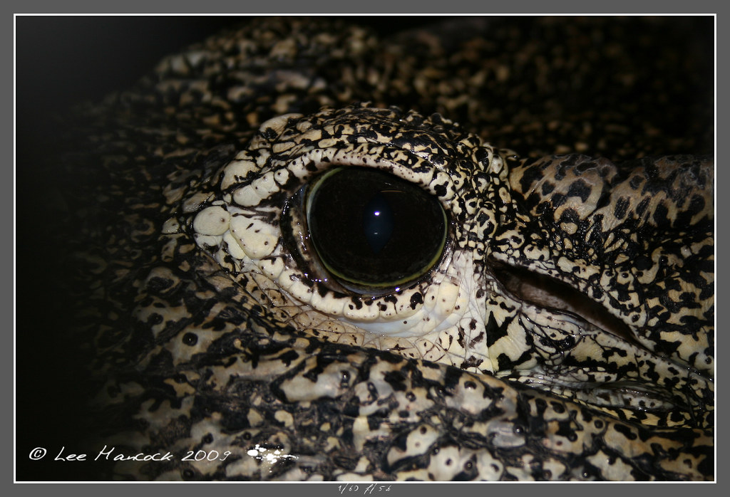 Cuban Crocodile by leeinhisroom