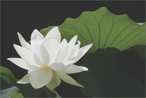 Lotus Flower - IMG_9603-1 by Bahman Farzad