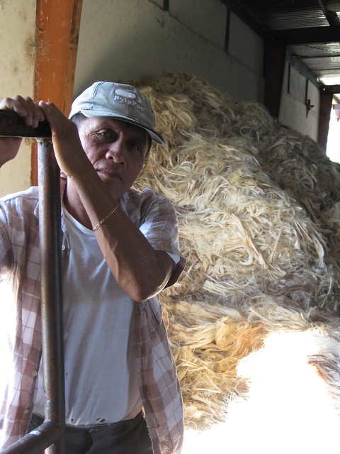 The sisal factory