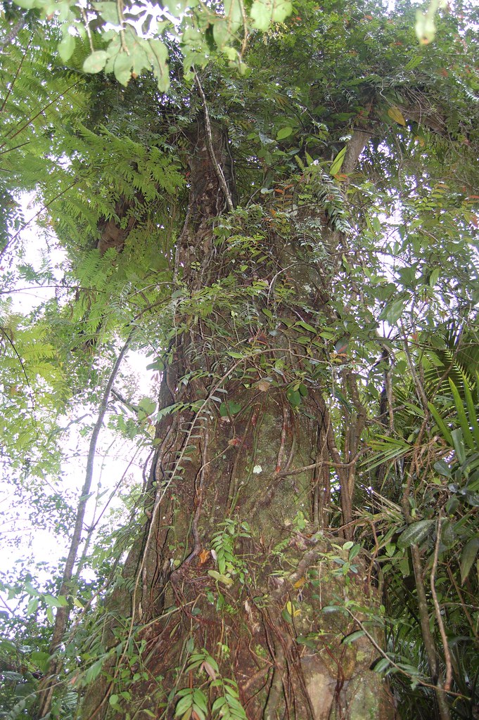 Puerto Rico National Tree