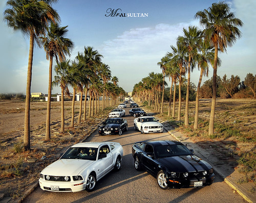trees horse white black tree cars car canon palms rebel sigma palm mohammed kuwait mustang 1020 xsi q8 stang 450d alsultan blendingimages mralsultan