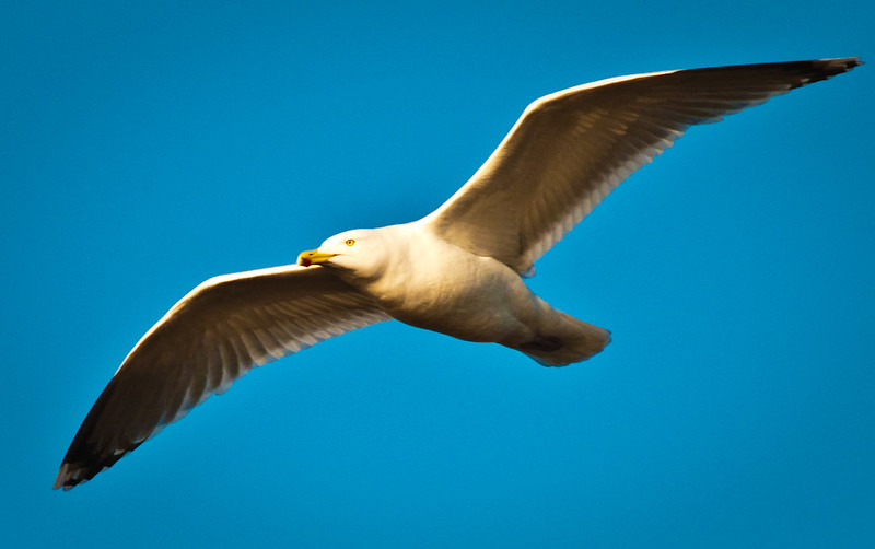 Seagull in flight (2nd edit)