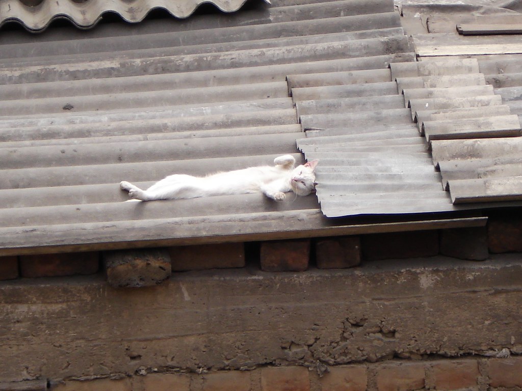 neko en el techo .. | gato techerooo | H_M K_M | Flickr